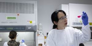 Dr Dongli Liu examines tissue grown from live endometriosis cells at the Lowy Cancer Research Centre,Sydney.