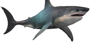 The extinct shark megalodon was similar to the great white today (just at a much bigger scale),which scientists say underscores the"success of the model".
