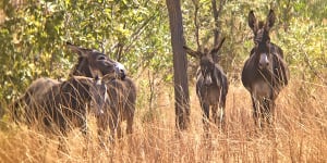 Can wild asses stop bushfires? Sydney scientists unite with Kimberley farmer to stop donkey kill order