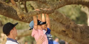 Sydney kids,no matter where they live,must have trees to climb