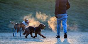 Shame,humility and tennis balls:Going to the dog park is like church,but better