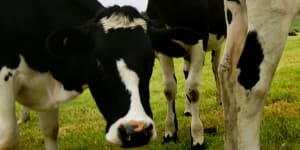 Dairy giant Fonterra to cut debts after $590 million asset sale