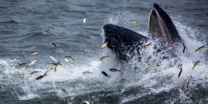 Scientists discover the reason why whales don’t choke