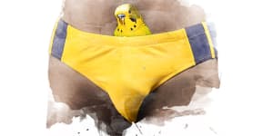 Where did budgie smugglers come from and why are they so popular?