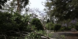 Boy killed by falling tree branch in Victoria’s north