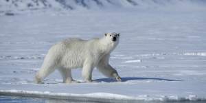 A polar bear in Svalbard. Hunting bears has been banned since 1973.