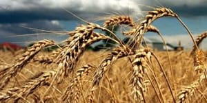 Break-up of Graincorp an option as suitor fails to commit