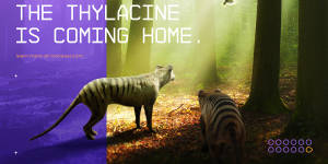 Professor Pask is part of an ambitious bid,backed by US biotech startup Colossal Biosciences,to bring the thylacine back from extinction.