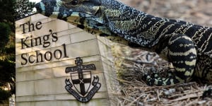 King’s School headmaster calls out ‘frenzy of public shaming’ over goanna death