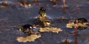 Bugs,fish and frogs also benefit from the increased water in the wetlands.