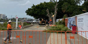 South Bank trees felled as Neville Bonner Bridge work under way