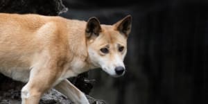 “Dingoes are apex predators who play a critical role in keeping ecosystems in balance. Once they are gone,they are not coming back.”