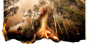 Eucalyptus trees are a fire risk around the world.