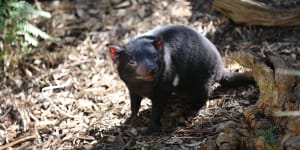 The Tasmanian devil is among almost 200 plant and animal species or endangered ecological communities that will no longer have recovery plans but only conservation advices to support their survival. 
