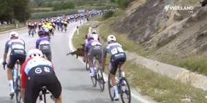 Goat runs through peloton,attacks rider during Giro