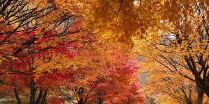 Autumn foliage in Japan.