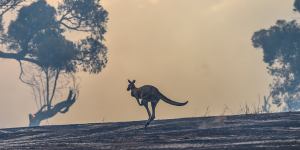 A kangaroo flees a fire in Plenty last month.