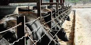 Harvey Beef proposes state's biggest intensive cattle feedlot in Wheatbelt