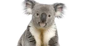 A male koala aged three.