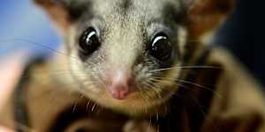 A leadbeater possum,pictured at Healesville Sanctuary.