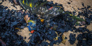 Birds washed up “as far as you could see” on Victoria’s Tip Beach in January,destroyed in the fires that threatened nearby Mallacoota.