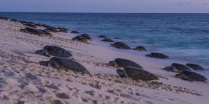 Green sea turtles make their way up a Queensland beach to nest and lay eggs. 