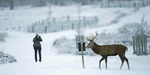 A stag walks through snow in Richmond Park,south-west London.