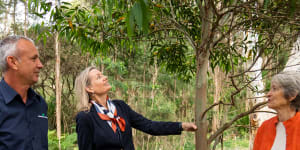 Saving Australia’s rarest tree after Black Summer catastrophe