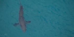 Man bitten in the leg by shark in WA’s north-west