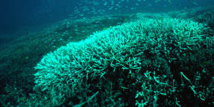 Great Barrier Reef's future is in the dock,ACF said.