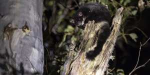 A greater glider emerges from its ancient tree hollow to prepare for dinner in Tallaganda National Park.