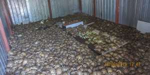 Police seized thousands of live turtles during a series of raids on traffickers around the world last June. 
