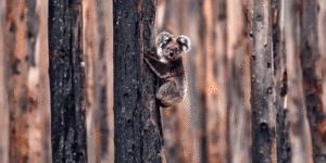 ‘How good were koalas?’:A national treasure in peril