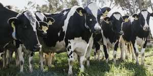 Registered Holsteins at the Chesworth Dairy Partnership farm on the Macquarie River,west of Dubbo in central NSW. 
