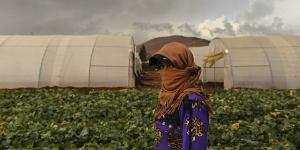 Hala,18,a refugee from Deir al-Zor in Syria in the field where she is picking cucumbers to support her family in a Lebanese camp.