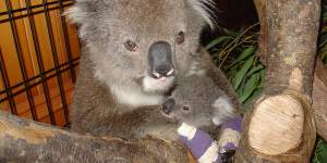 Koala mother Elsa was badly burned protecting her joey Sunshine after the 2006 Stoneyford fires in Victoria but both were saved and released back into the wild.