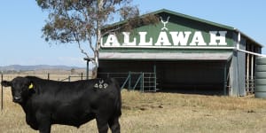 Chinese billionaire eyes former Packer cattle empire