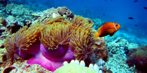 Global experts are backing UNESCO’s draft in danger rating for the Great Barrier Reef. 