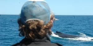 Ningaloo Reef,Western Australia:On the trail of humpback whales,Ningaloo Reef