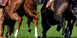 Tasmania calls immediate month-long halt to racing