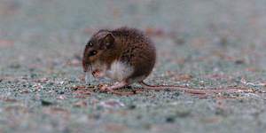 According to the CDC,the most common hantavirus that causes HPS in the US is spread by the deer mouse.