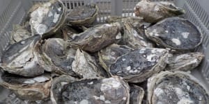 The oyster species that could boost Queensland's struggling industry