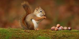 Coined by British linguist Geoff Pullum,eggcorns owe their name to the childish distortion of “acorns”.