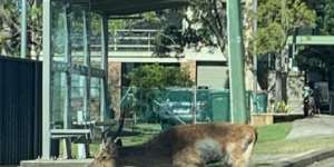 Rusa deer at the bus stop in Maianbar,2020. 