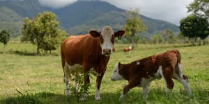 Indonesia reveals more cases of disease in cattle from Australia