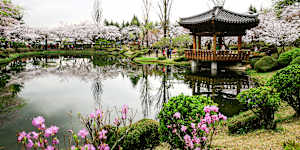 Cherry blossoms on a lake in Bomun,Gyeongju.