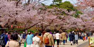 Ueno Park,Tokyo:a rail pass lets you detour and go where the weather or blooms are.