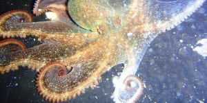 A star is spawned:WA’s common octopus actually a new species,gets new celestial Noongar name