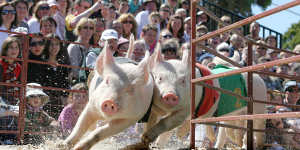 Pig racing at the Royal Melbourne Show.