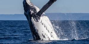 ‘Absolutely incorrect’:The evidence is in on whales and offshore wind farms